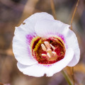 Mariposa Lily